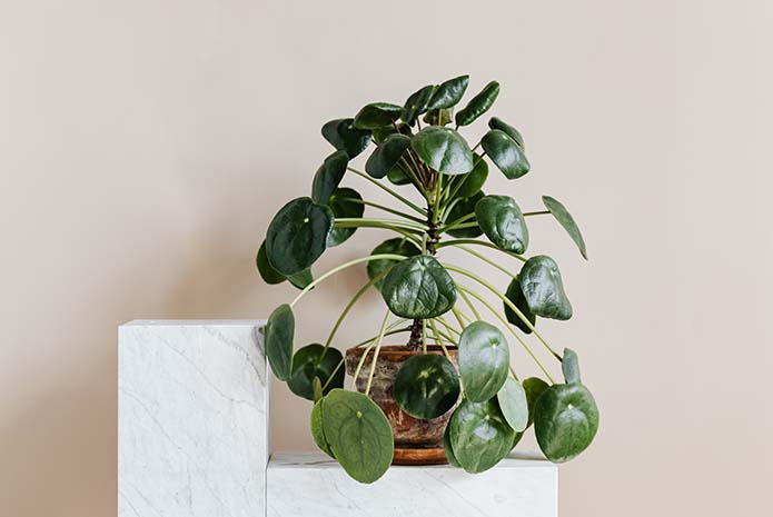 pilea